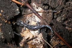Ambystoma laterale