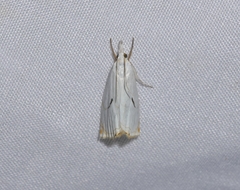 Calamotropha nigripunctella