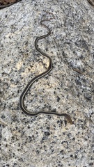 Masticophis lateralis lateralis