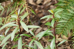 Tasmannia lanceolata