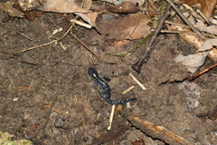 Ambystoma laterale