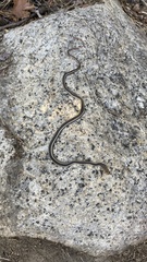 Masticophis lateralis lateralis