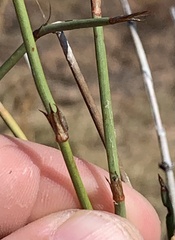 Ephedra trifurca