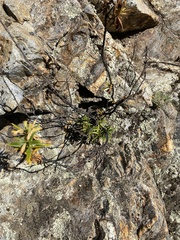 Diplacus aurantiacus