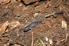Ambystoma laterale