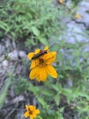 Wedelia hispida
