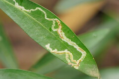 Phyllocnistis