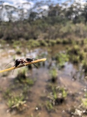 Camponotus intrepidus