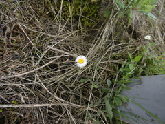Erigeron leptorhizon