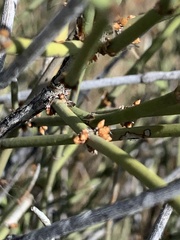 Ephedra trifurca