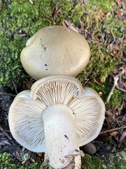 Tricholoma saponaceum