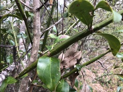 Psydrax odorata odorata