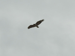 Buteo augur