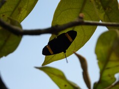 Esthemopsis pherephatte