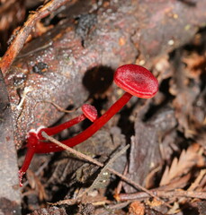 Cruentomycena viscidocruenta