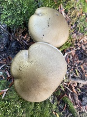 Tricholoma saponaceum