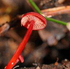 Cruentomycena viscidocruenta