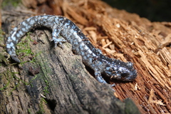 Ambystoma laterale
