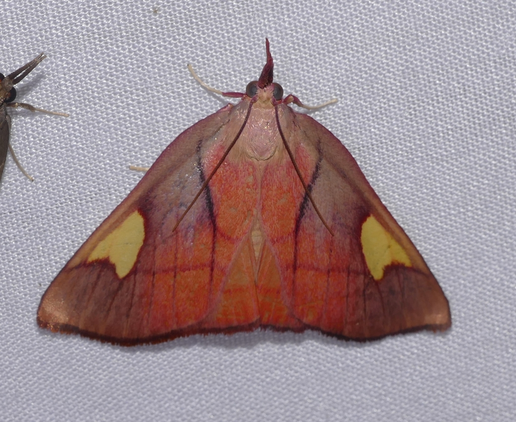 Orybina