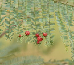 Austroacacidiplosis botrycephalae