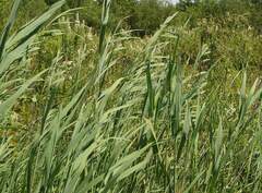 Phragmites