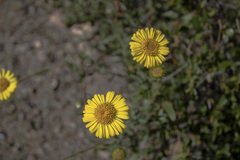 Grindelia pulchella