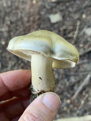 Tricholoma saponaceum