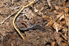 Ambystoma laterale