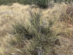 Ephedra trifurca