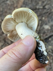 Tricholoma saponaceum