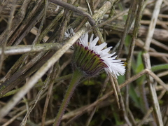Erigeron leptorhizon