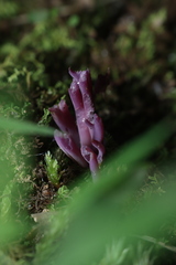 Clavaria