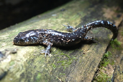 Ambystoma laterale