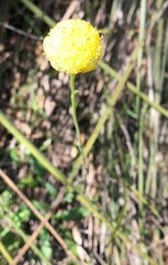 Craspedia variabilis