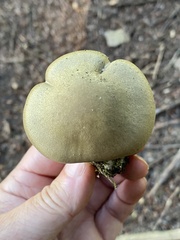 Tricholoma saponaceum