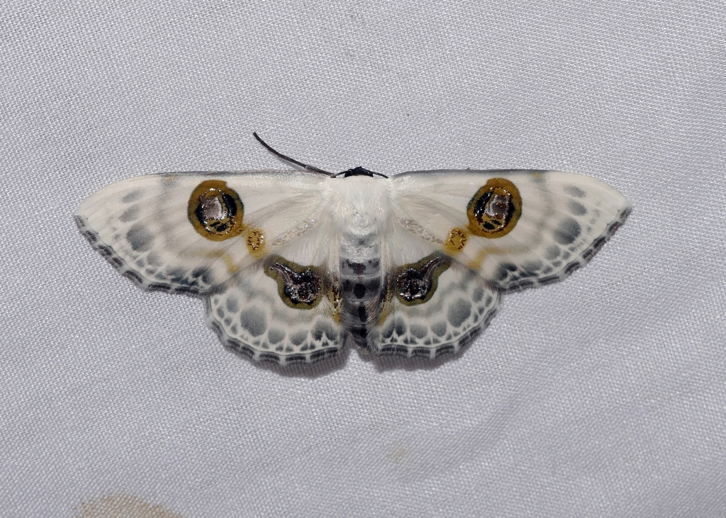 Problepsis crassinotata