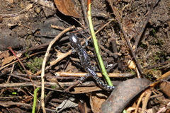 Ambystoma laterale