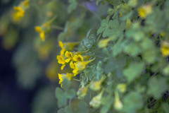 Tropaeolum brachyceras