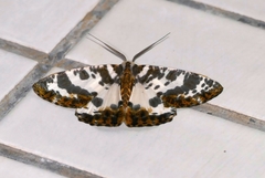 Pachyodes amplificata