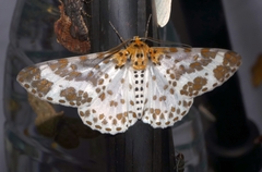 Metabraxas clerica