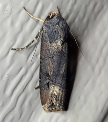 Agrotis ipsilon