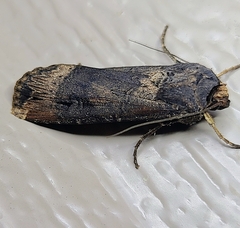 Agrotis ipsilon