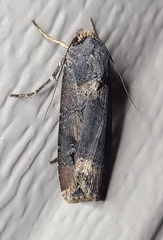 Agrotis ipsilon