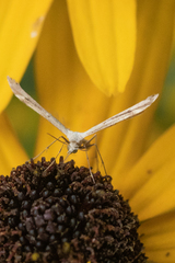 Lioptilodes albistriolatus