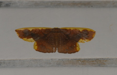 Plutodes warreni