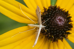 Lioptilodes albistriolatus