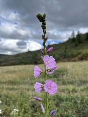 Sidalcea neomexicana
