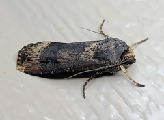 Agrotis ipsilon