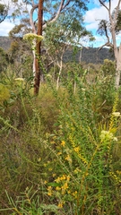 Cassinia denticulata