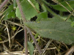 Erigeron leptorhizon